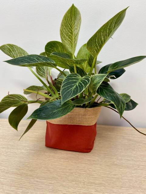 Rust Burlap Plant Pot Cover - Reversible Jute Basket, Australian Made - image 1