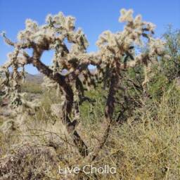 Southwest Cholla Cactus Triple Tea Light Holder - thumbnail 4