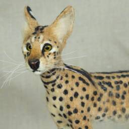 Made To Order Needle Felted Serval Custom Needle Felted Animal Sculpture - thumbnail 3