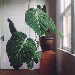 Large Philodendron Gloriosum Earrings - thumbnail 4