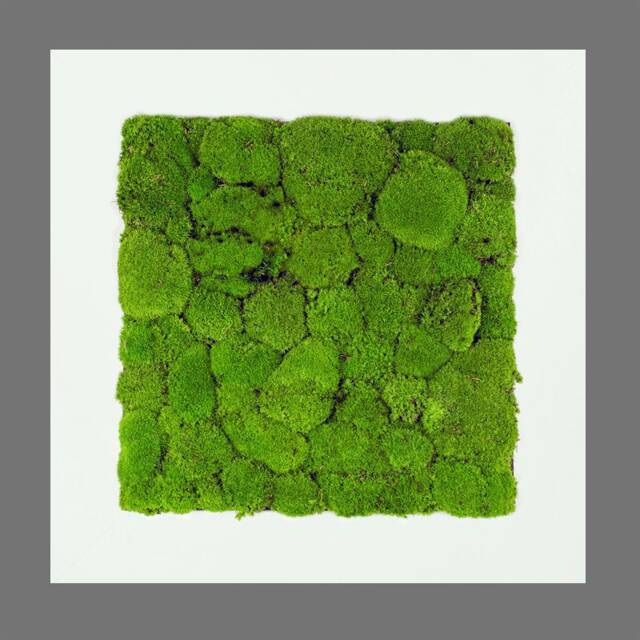 Picture Of The Pillow Moss in A Frame Wooden White - image 1