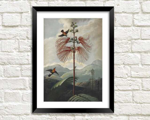 Bird Landscape Print Vintage Robert Thornton Botanical Art Illustration - image 1