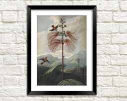 Bird Landscape Print Vintage Robert Thornton Botanical Art Illustration - thumbnail 1