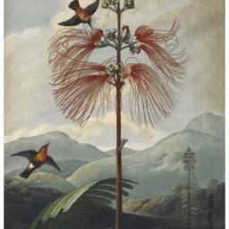 Bird Landscape Print Vintage Robert Thornton Botanical Art Illustration - thumbnail 2