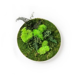 Moss Wall Art ~ Green Round Picture Decor Real Preserved Design - thumbnail 1