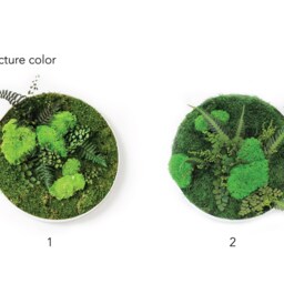 Moss Wall Art ~ Green Round Picture Decor Real Preserved Design - thumbnail 3