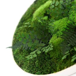Moss Wall Art ~ Green Round Picture Decor Real Preserved Design - thumbnail 2