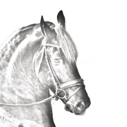 Friesian, Frisian - Wooden Stand For Candles/Pens With The Image Of A Horse New Collection - thumbnail 2