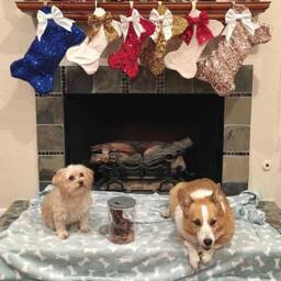 Mini Christmas Dog Stockings Customized Fabric & Bow Selection. Pet Stocking/Bone. Pre-Black Friday Sale - thumbnail 4