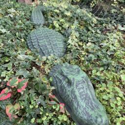 stone Garden Green 3 Piece Crocodile Alligator Gift Concrete Ornament - thumbnail 3