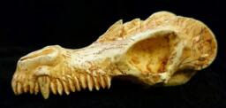 Dragon Skull - Mm 90x45, Thickness Mm 33 - thumbnail 1