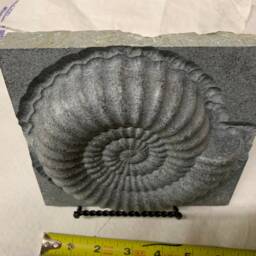 Nautilus Sculpture - thumbnail 3