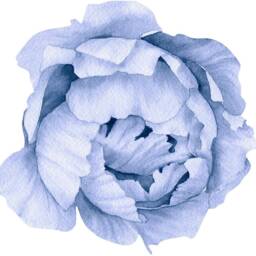 Blue Peony #11 Removable Fabric Wall Decal Individual Blooming Peonies Baby Girl Room Nursery Decor - Customize Your Own Sticker Set - thumbnail 4