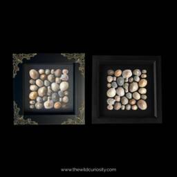 Framed Limpet Shell Art - Square Pattern Sea Shells Beach Driftwood Wall Decor Marine Coastal Nature Gift Ideas - thumbnail 3
