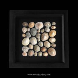 Framed Limpet Shell Art - Square Pattern Sea Shells Beach Driftwood Wall Decor Marine Coastal Nature Gift Ideas - thumbnail 1