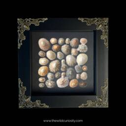 Framed Limpet Shell Art - Square Pattern Sea Shells Beach Driftwood Wall Decor Marine Coastal Nature Gift Ideas - thumbnail 2