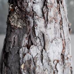 Natural Wood Christmas Tree, Rustic Decorations, Bark Table Centerpiece - thumbnail 3