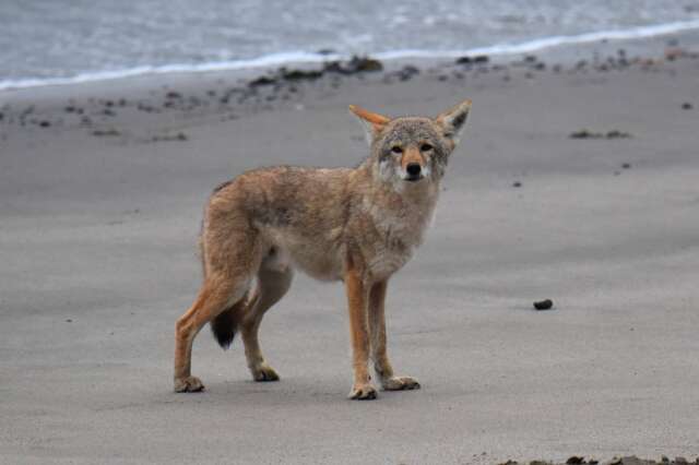 Coyote Print, Wall Art, Modern Beach On The Prowl, Photo, Pictures - image 1