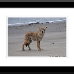 Coyote Print, Wall Art, Modern Beach On The Prowl, Photo, Pictures - thumbnail 2