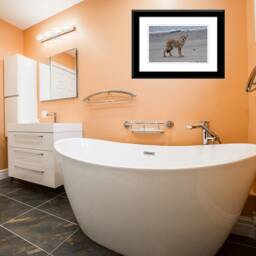 Coyote Print, Wall Art, Modern Beach On The Prowl, Photo, Pictures - thumbnail 4
