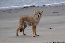 Coyote Print, Wall Art, Modern Beach On The Prowl, Photo, Pictures