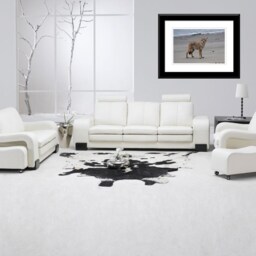 Coyote Print, Wall Art, Modern Beach On The Prowl, Photo, Pictures - thumbnail 3