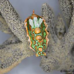 "Mino The Nudibranch - Sagaminopteron Psychedelicum - ""Psychedelic Batwing" - thumbnail 2