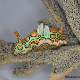 "Mino The Nudibranch - Sagaminopteron Psychedelicum - ""Psychedelic Batwing" - thumbnail 3