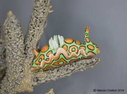 "Mino The Nudibranch - Sagaminopteron Psychedelicum - ""Psychedelic Batwing"