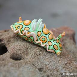 "Mino The Nudibranch - Sagaminopteron Psychedelicum - ""Psychedelic Batwing" - thumbnail 4