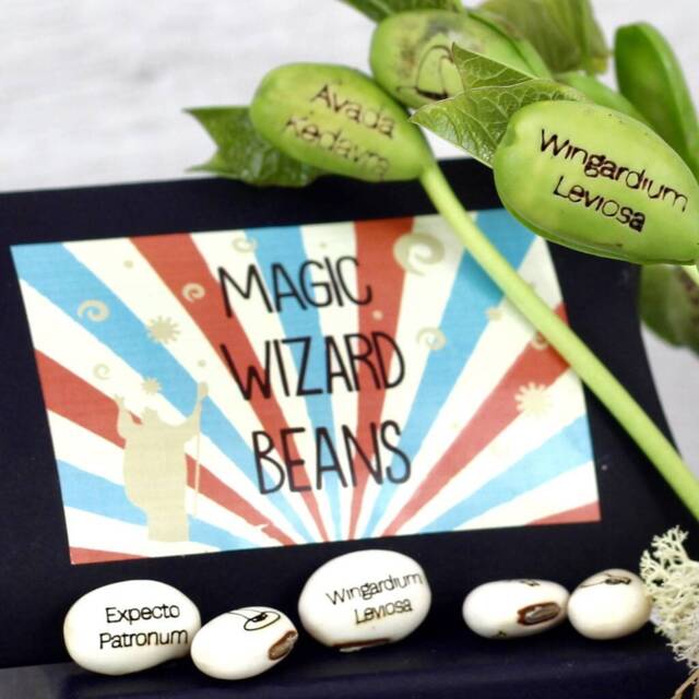 Magic Wizard Bean Grow Set - image 1