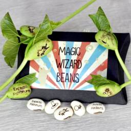 Magic Wizard Bean Grow Set - thumbnail 2