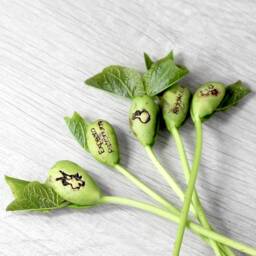Magic Wizard Bean Grow Set - thumbnail 3