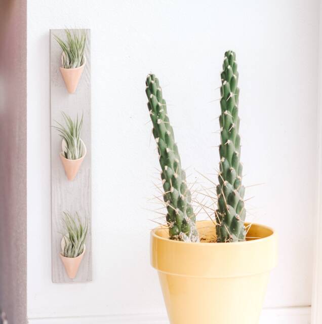 Ceramic Wall Planter, Triple By Carter + Rose - image 1