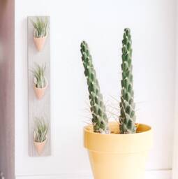 Ceramic Wall Planter, Triple By Carter + Rose - thumbnail 1