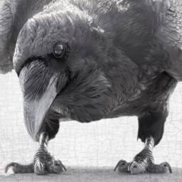 Quoth The Raven Nevermore - Signed Fine Art Photograph By June Hunter, Raven Portraiture - thumbnail 1