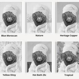 Black & White Highland Cow in A Bathrobe Print, Bathing, Funny Bathroom Animal Towel On Head, Bath Robe - thumbnail 3