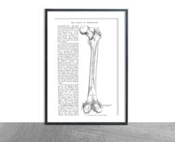 Anatomy Femur Thigh Bone D??cor Anatomical Art Patent Prints, Medical School Student Wall Art Poster Nurse Doctor Surgeon - Antique Bones