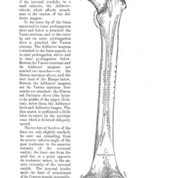 Anatomy Femur Thigh Bone D??cor Anatomical Art Patent Prints, Medical School Student Wall Art Poster Nurse Doctor Surgeon - Antique Bones - thumbnail 2