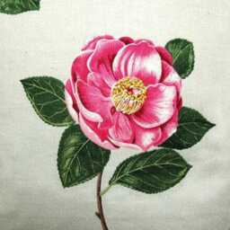 Sanderson Lamorna Camellias Cushion Cover Pink Floral Chintz Pillow - thumbnail 3