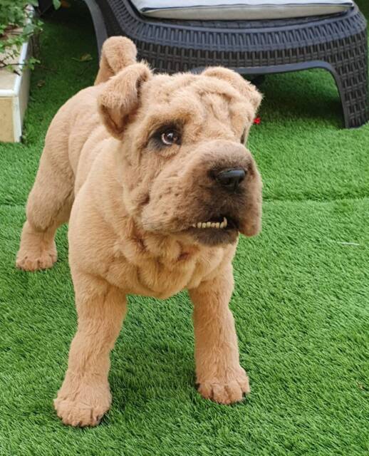 Custom Order Artificial Fur Poseable Open Mouth Pet Replica Dog Portrait Loss Gift Shar Pei Puppy Christmas - image 1