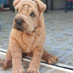 Custom Order Artificial Fur Poseable Open Mouth Pet Replica Dog Portrait Loss Gift Shar Pei Puppy Christmas - thumbnail 2