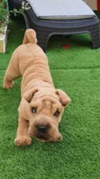 Custom Order Artificial Fur Poseable Open Mouth Pet Replica Dog Portrait Loss Gift Shar Pei Puppy Christmas - thumbnail 4