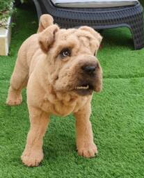 Custom Order Artificial Fur Poseable Open Mouth Pet Replica Dog Portrait Loss Gift Shar Pei Puppy Christmas