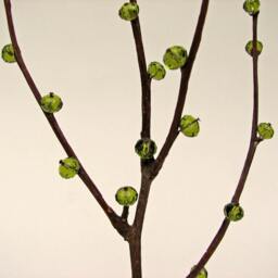 Eco-Friendly Rustic Twig Peridot Glass Green Bonsai With Oak Base Centerpiece By Tanja Sova - thumbnail 2