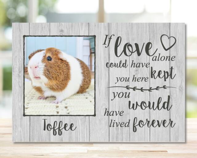 Guinea Pig Memorial Gift, Pet Memorial, Frame, Plaque, Photo Remembrance - image 1