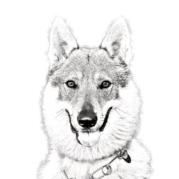 Czechoslovakian Wolfdog - Wooden Stand For Candles/Pens With The Image Of A Dog New Collection - thumbnail 2