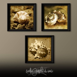 Seashell Trio Series 1 Printable Wall Art, Decor, Set Of 3 10x10 - thumbnail 1