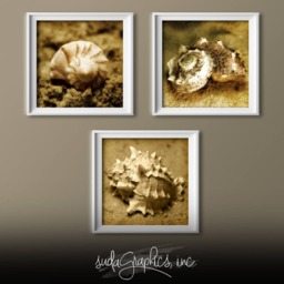 Seashell Trio Series 1 Printable Wall Art, Decor, Set Of 3 10x10 - thumbnail 2