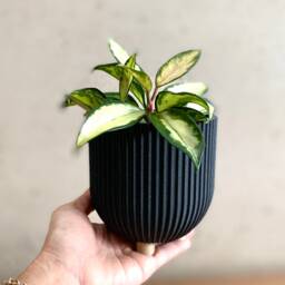 "Wood Indoor Planter ""Bowl" - thumbnail 2